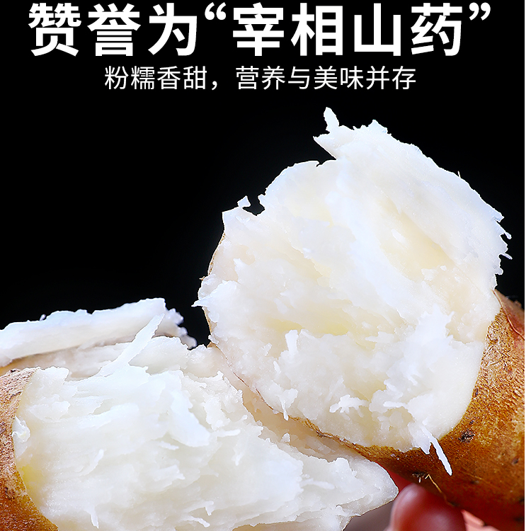 焦作新鲜垆土铁棍山药现挖现发软糯香甜《5斤装50规格》
