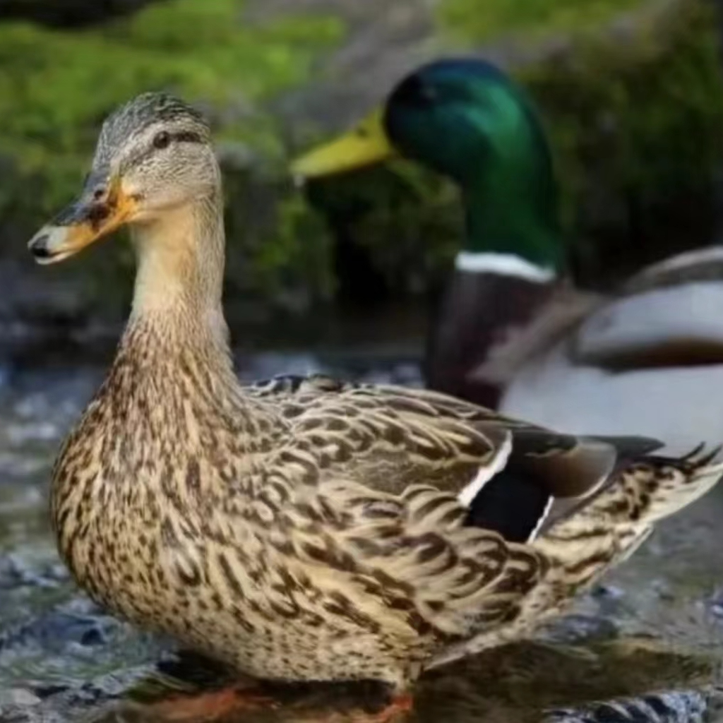 散养麻鸭土麻鸭整鸭包邮