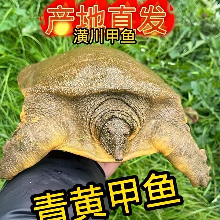 甲鱼补差价补运费