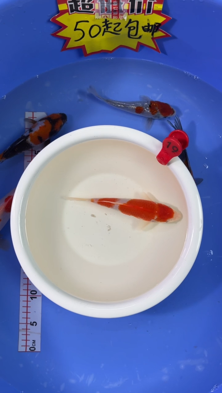 锦鲤活体二号链接