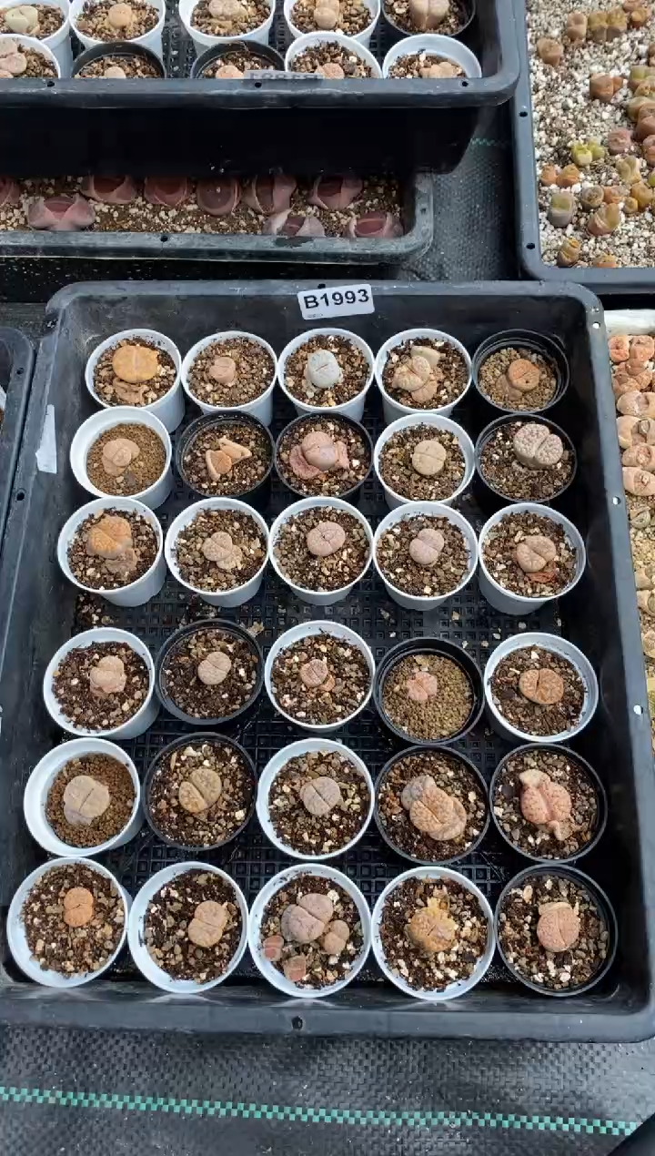 【闪购商品】1993直播一物一拍