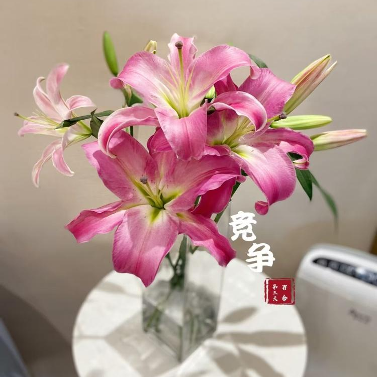 （竞争)多头  瓶插香水百合 东北鲜花原产地直采直发 顺丰包邮