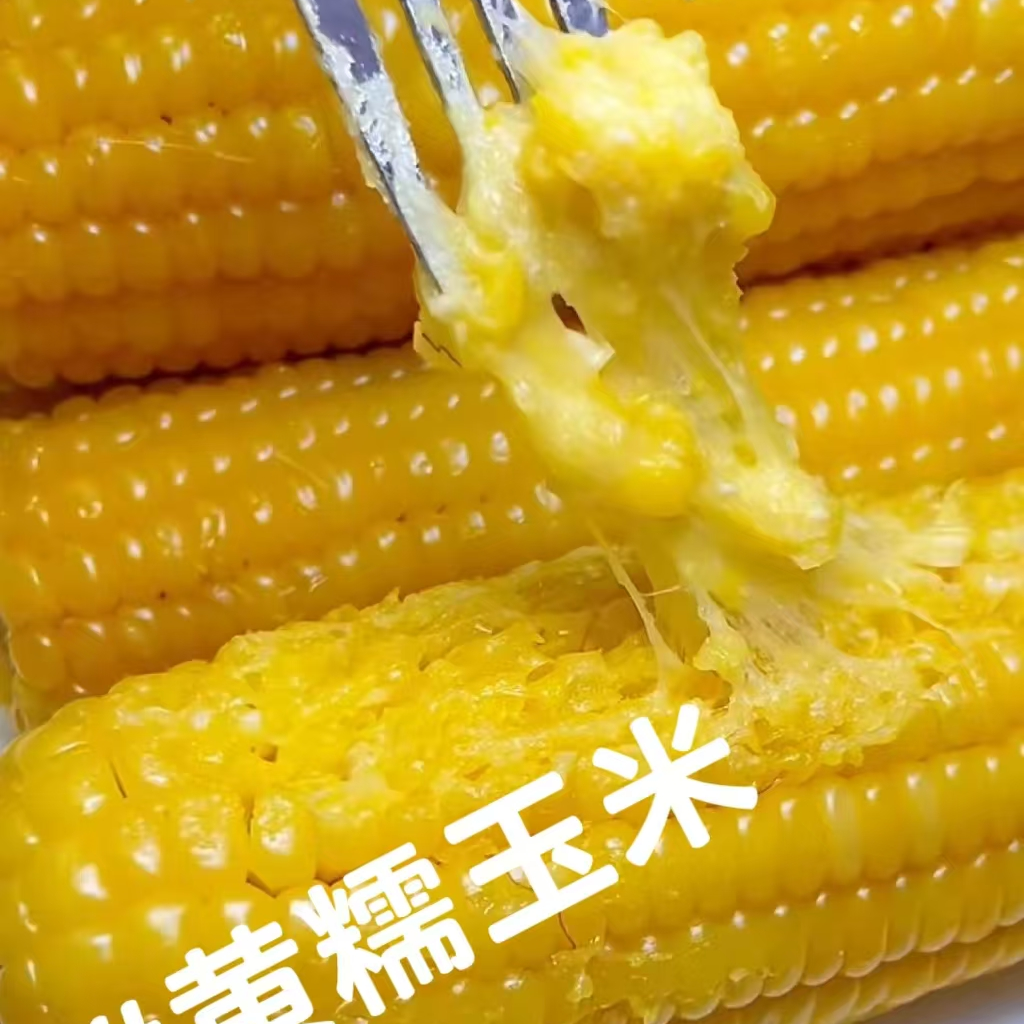 东北黄糯玉米头茬大棒速冻包装口感软糯粘香