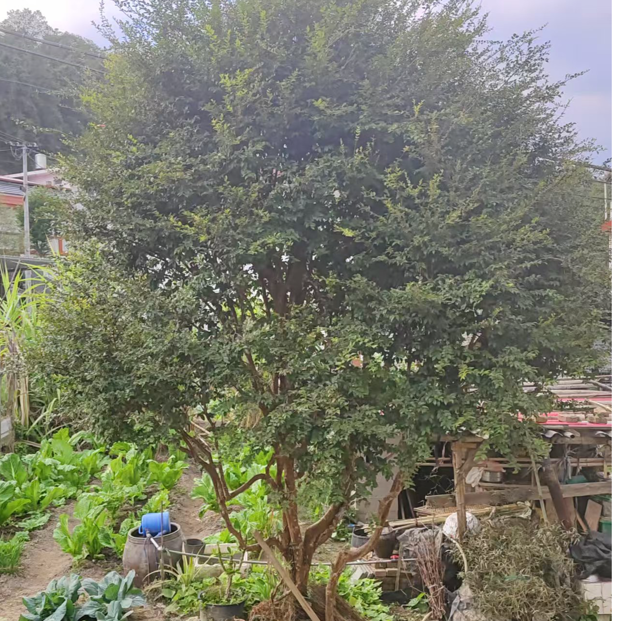 庭院绿植一物一拍