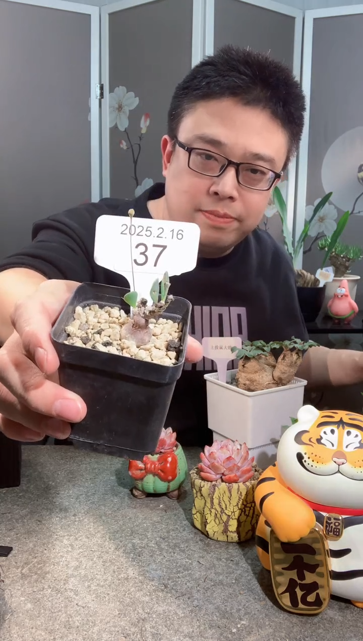 【闪购商品】圆锥2.16.37