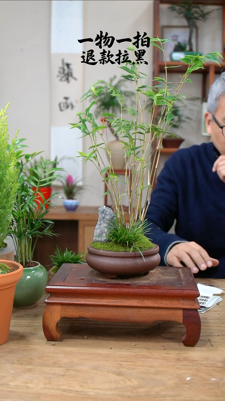 完全开放海****?竹子345