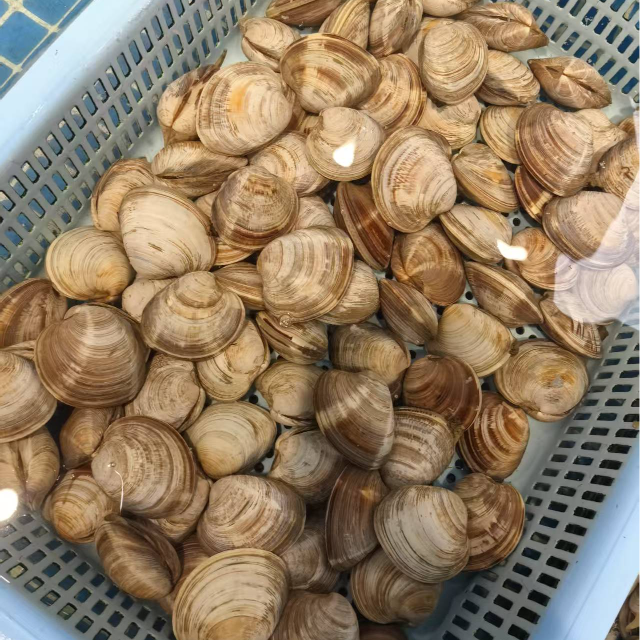 【鲜活美贝】新鲜无沙蛤蜊顺丰冷链 包邮 江苏徐州发出 活发保活 