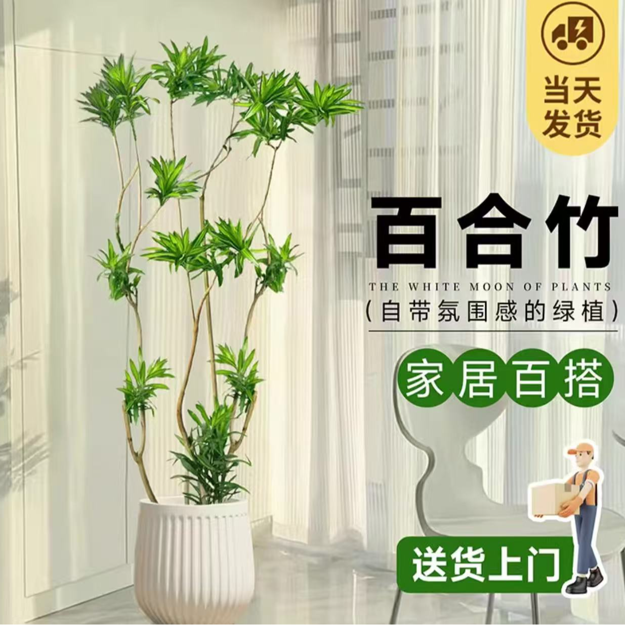 金心百合竹老桩造型直筒盆栽绿植室内办公室开业乔迁好养简约绿植