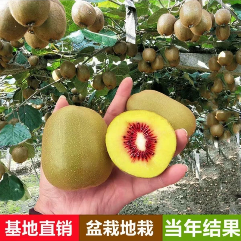 嫁接猕猴桃盆栽地栽自花授粉南北方种植