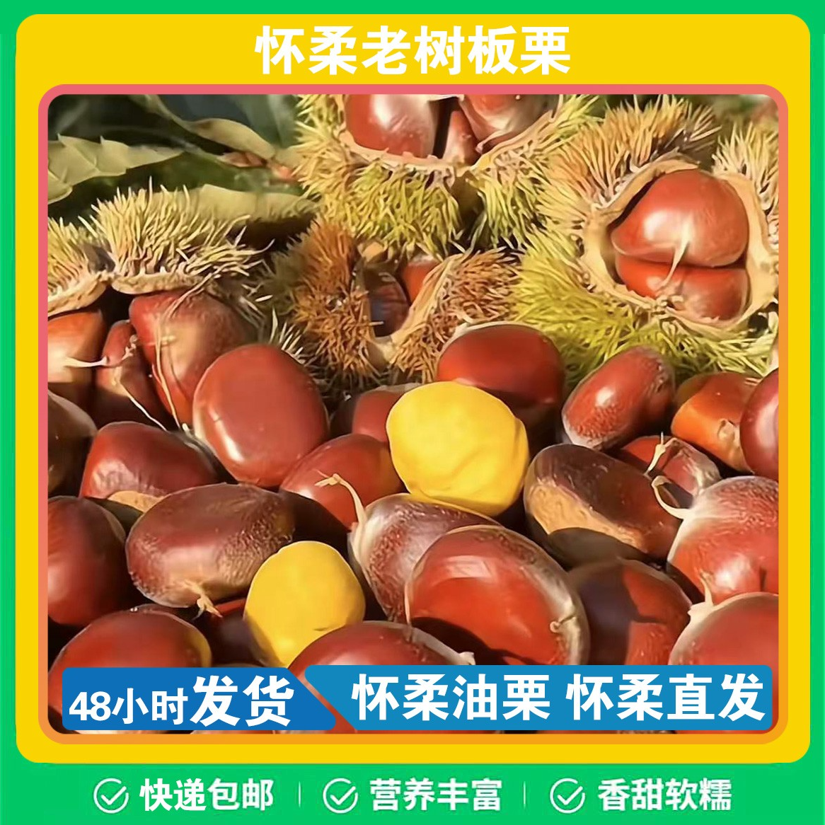 2025年北京怀柔渤海镇正宗应季油栗板栗新鲜精品中栗生板栗生栗子