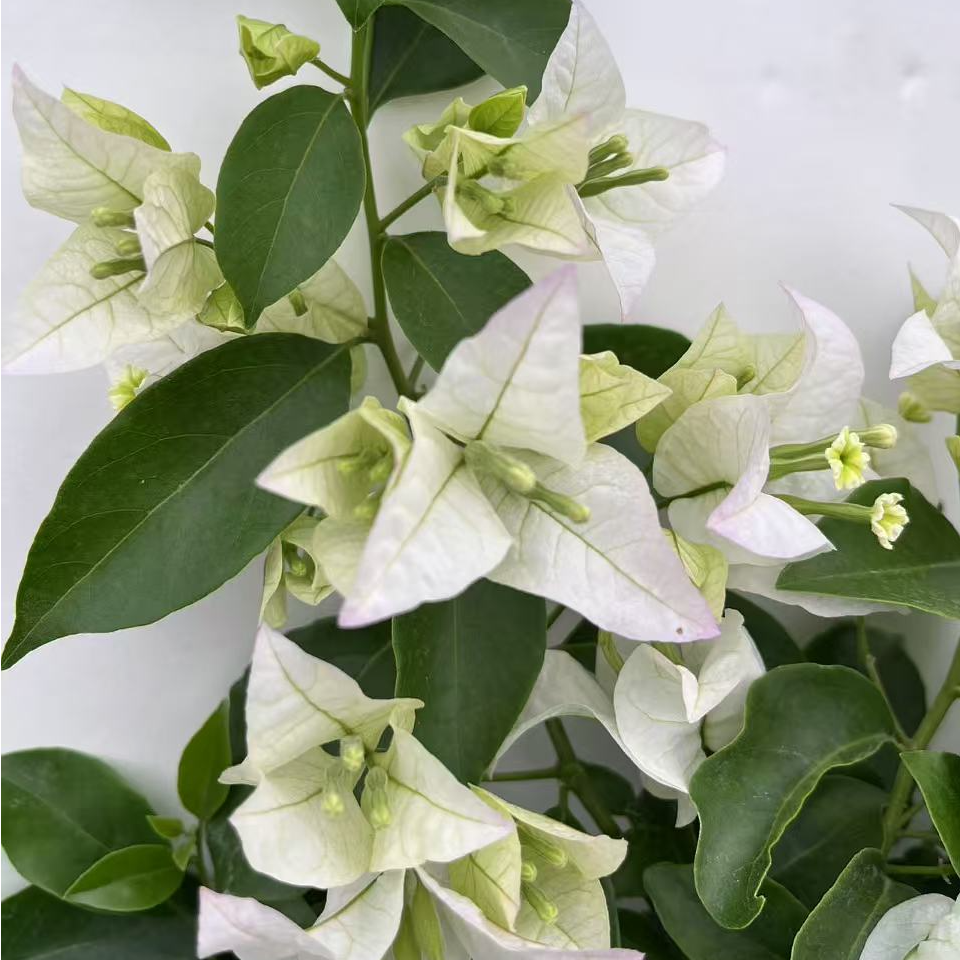 《白雪公主》一物一拍原盆原土 运输过程中落花落叶属正常现象