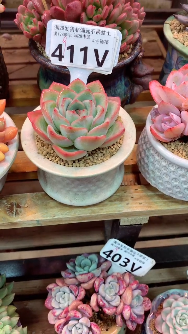 411V(一物一拍实付满28发货，默认不带盆土）