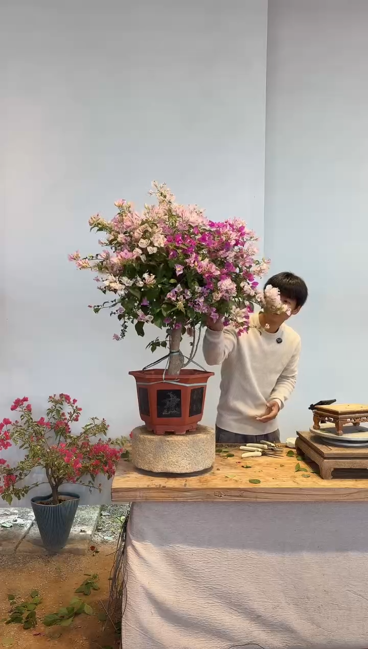 以实际为准三角梅16