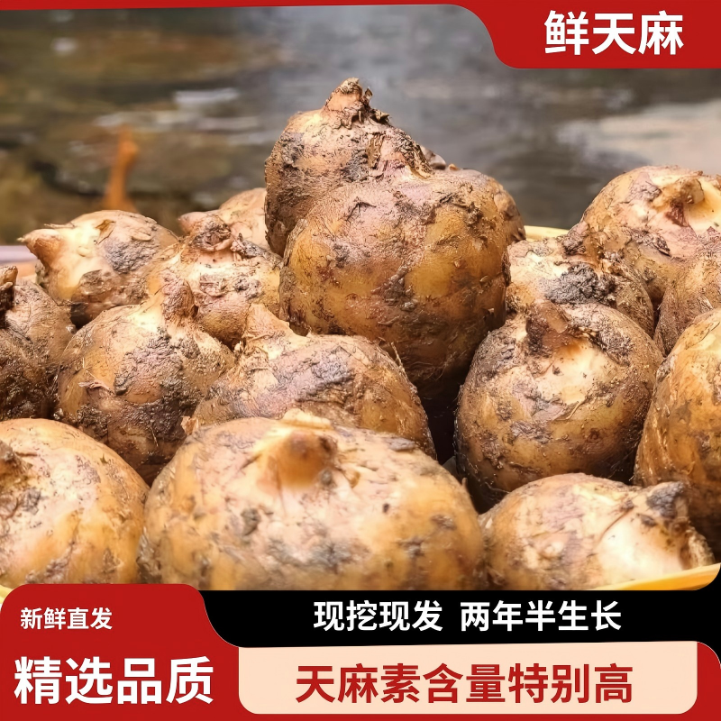 小草坝林下新鲜天麻