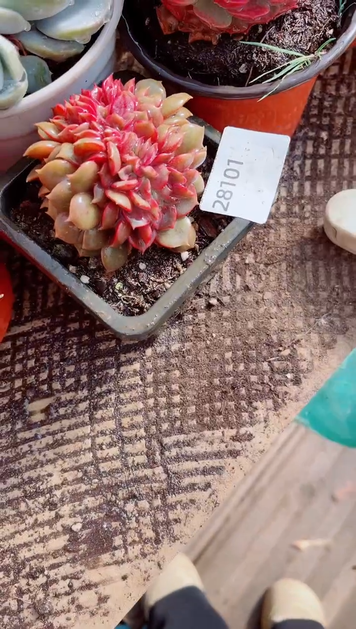 山*跃跃精品多肉28101