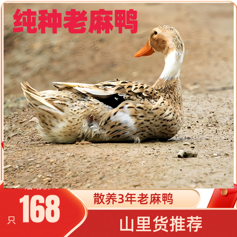 【山里货】3年老麻鸭（净重3-4斤带内脏）农家散养生态不土包退