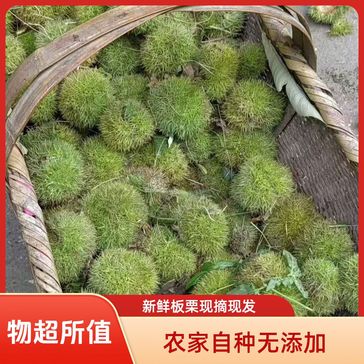 信阳板栗刺球新鲜现摘农村直发批发价足斤嫩板栗口感脆甜适合生吃