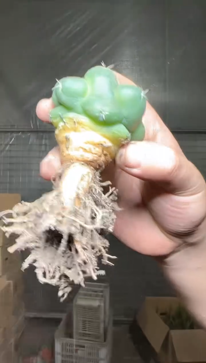 【实生根】蜘蛛眼 无刺象牙
