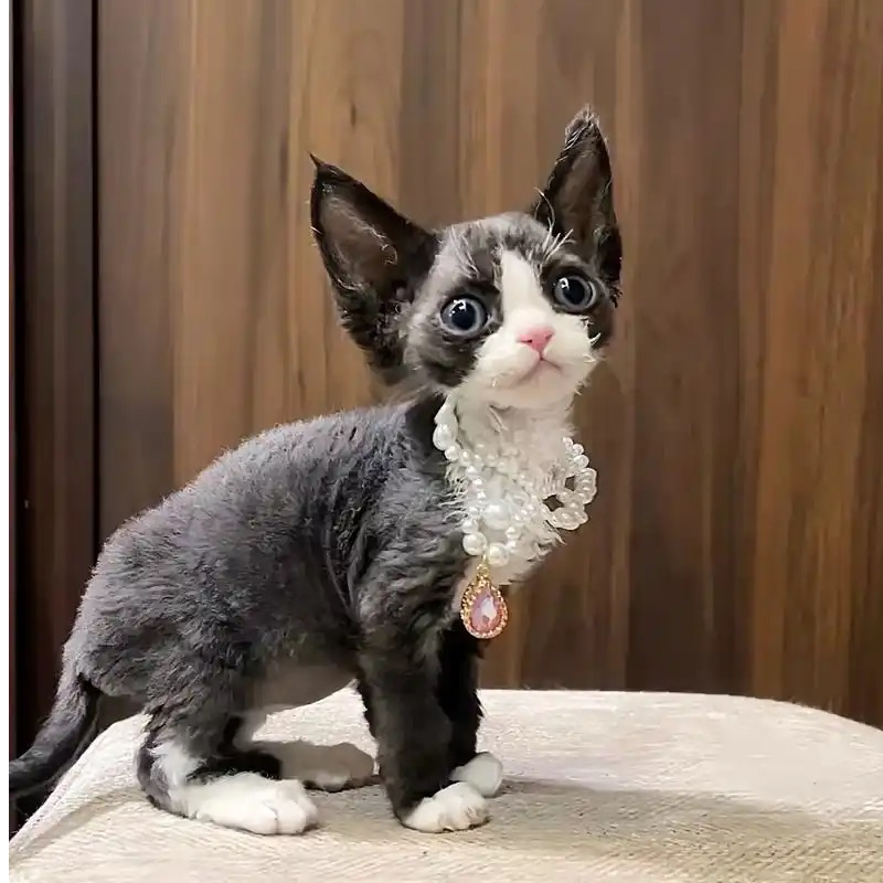 德文猫咪活体猫咪活体