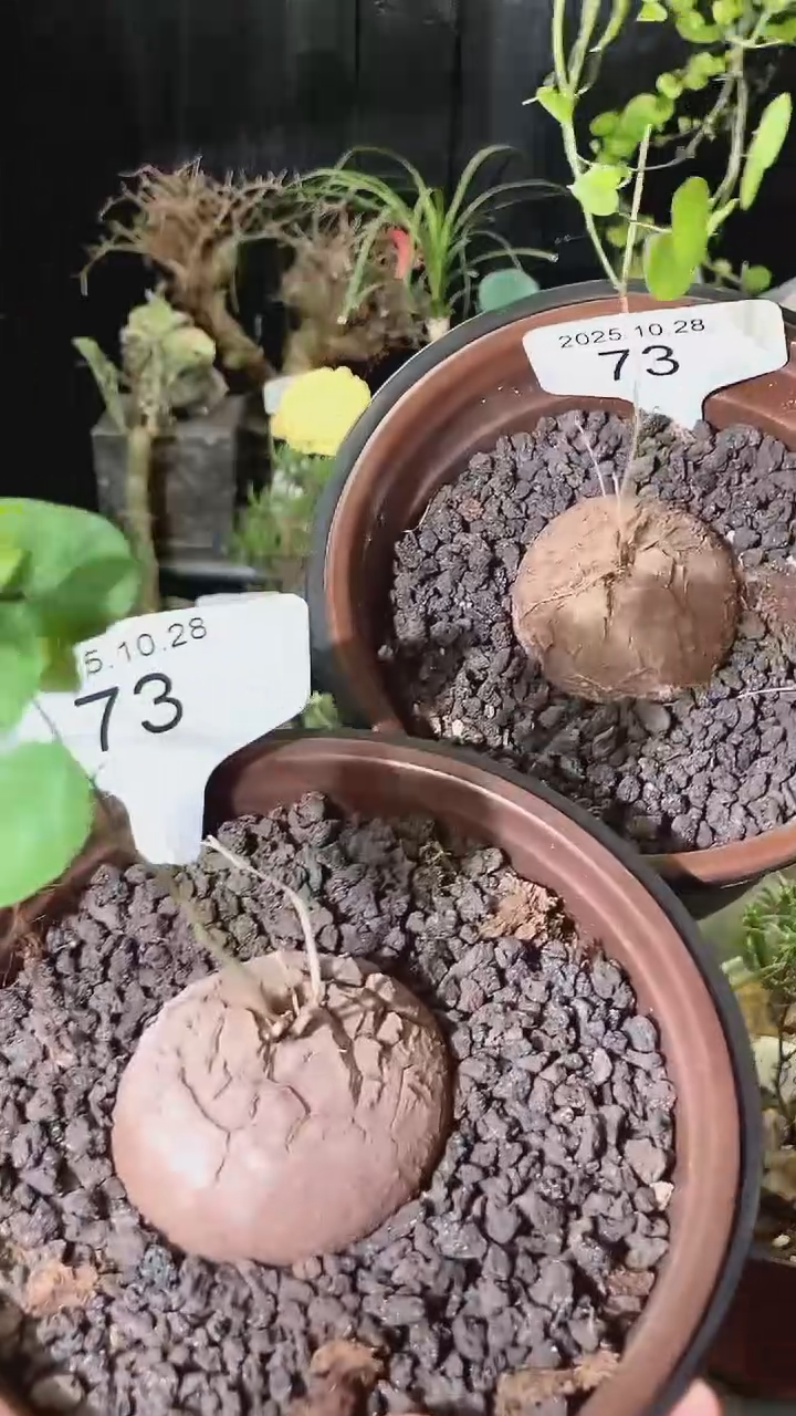 73号1028福利特价南非龟甲龙套餐