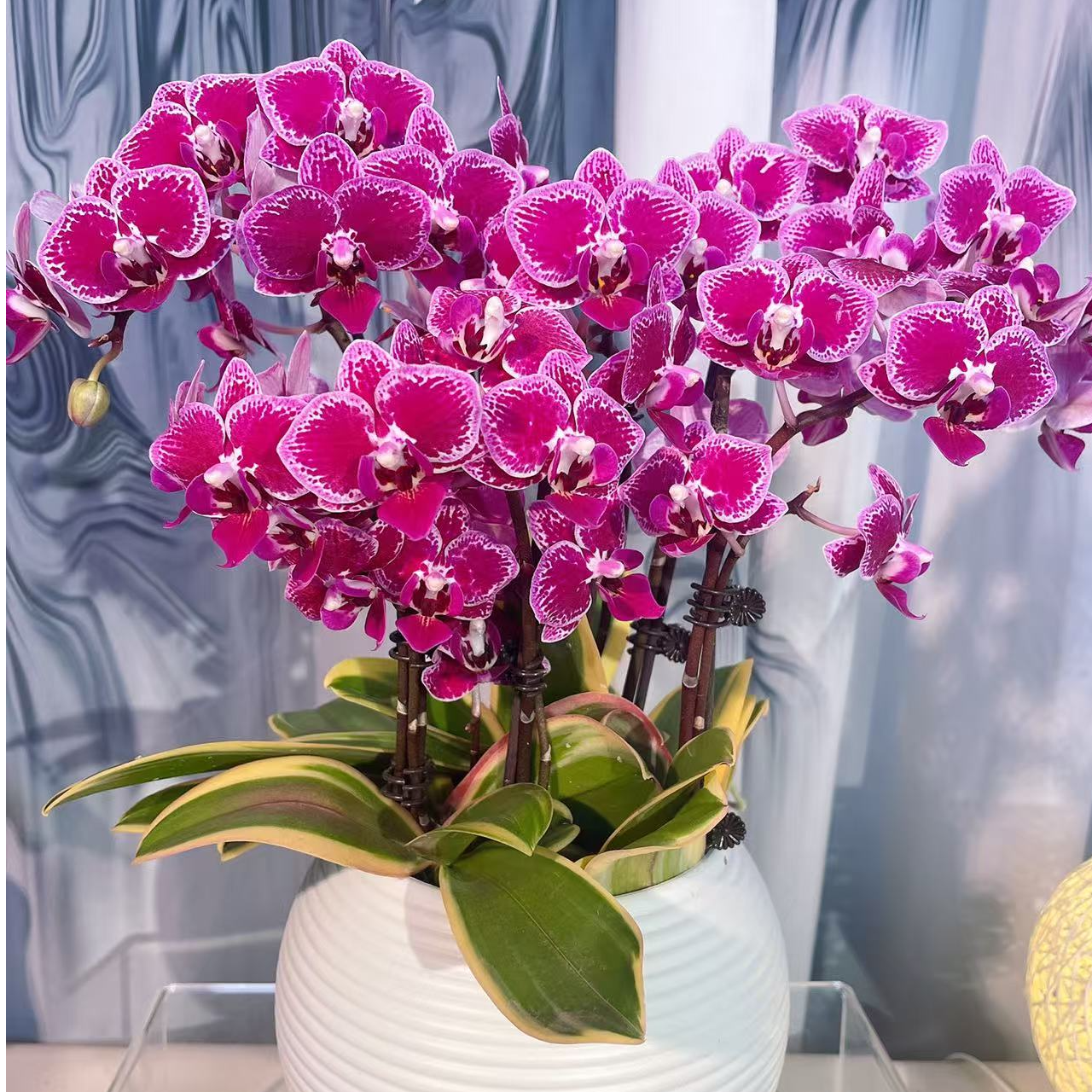 A级【金边小喜鹊】精选蝴蝶兰