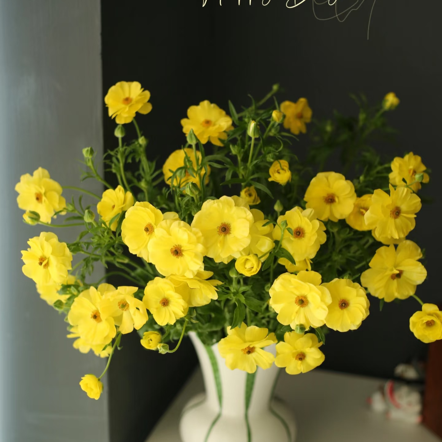 【董小姐】黄色重瓣蝴蝶洋牡丹