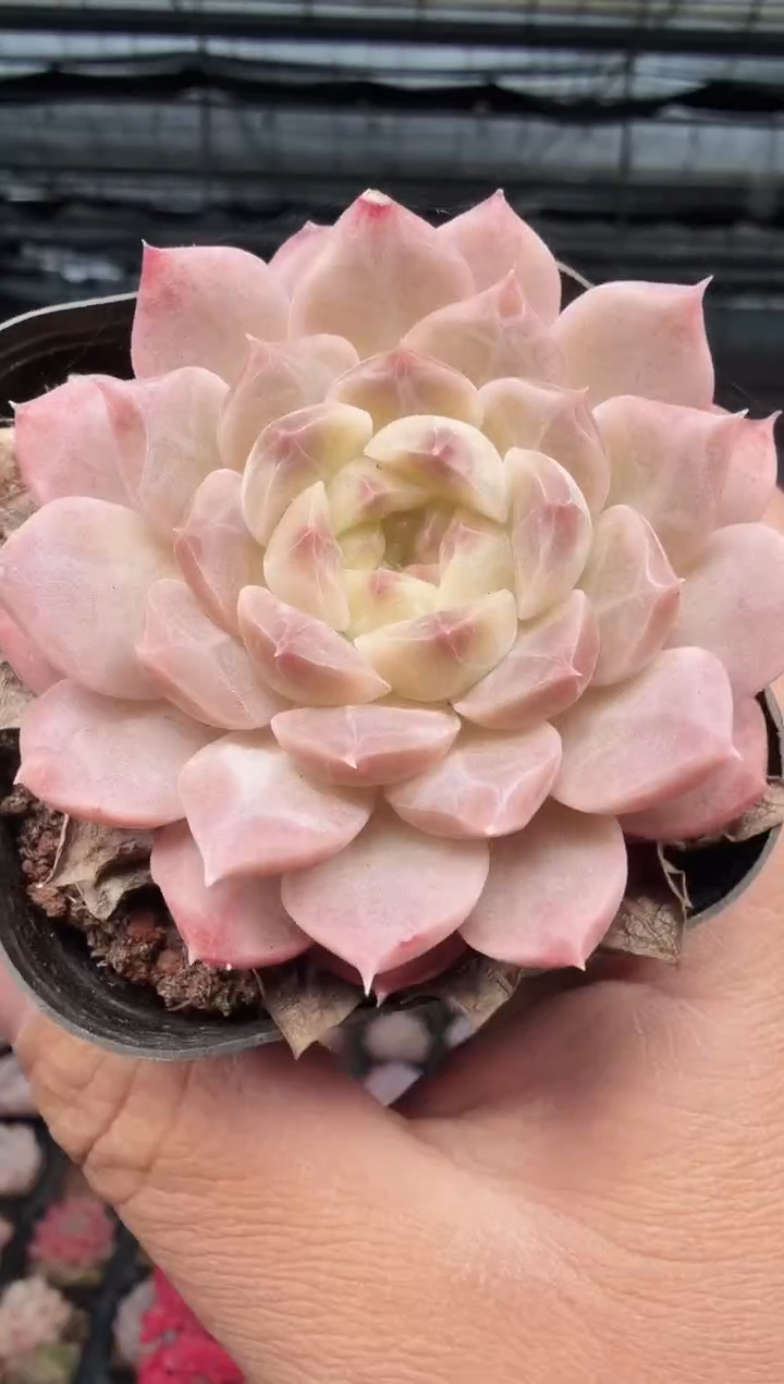 东云多肉园新款-464