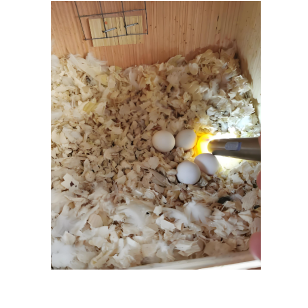 家庭人工孵化家庭养殖养鸟和绱养殖4