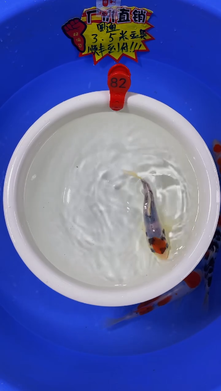 锦鲤活体二号链接