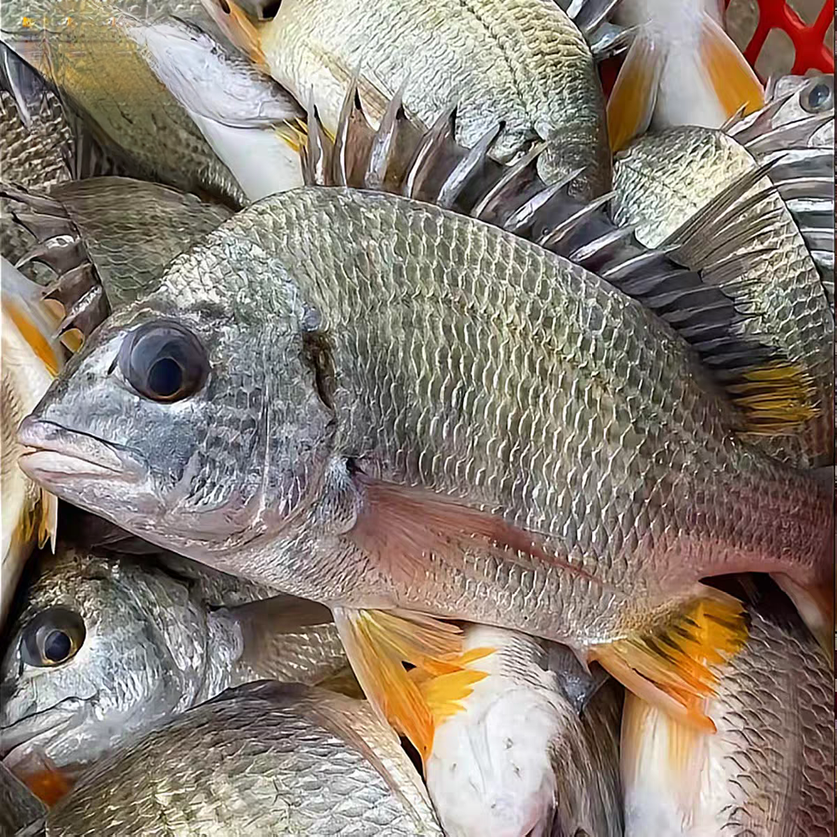 【围裙妈妈】东海野生海捕黄翅鱼黄立鱼黄鲷鱼顺丰包邮
