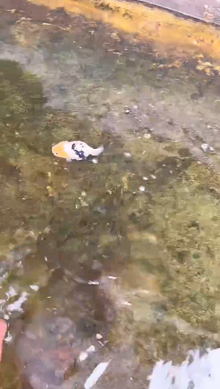 金鱼-***9水娃娃观赏鱼兰寿金鱼  不包邮