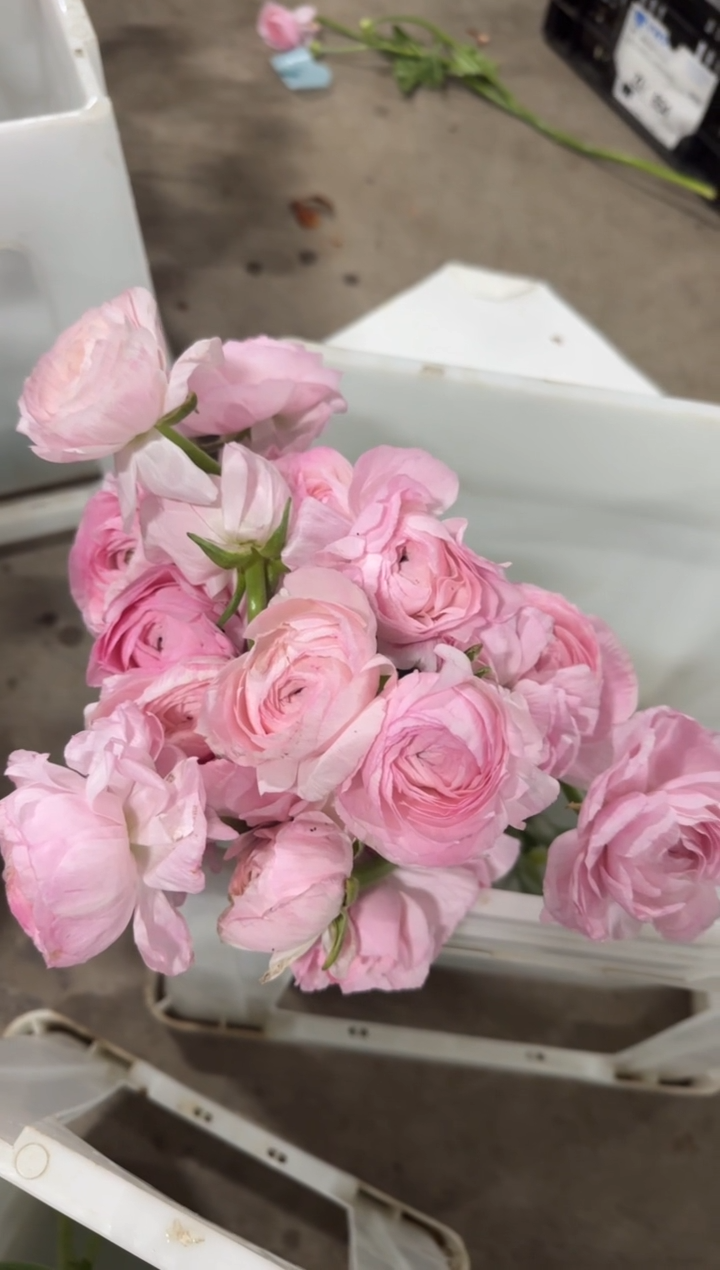 完全开放以*49.9  20枝 以安