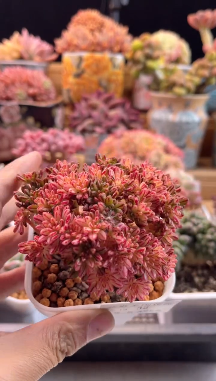 【闪购商品】2.19-32小人祭锦