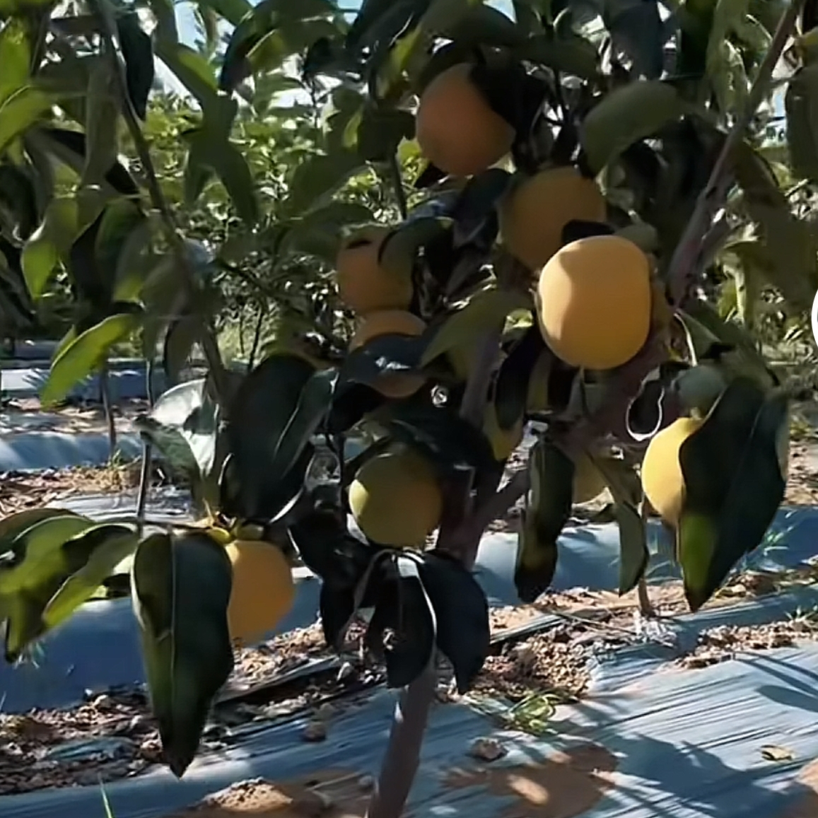 元花梦脆甜柿子树苗南方北方均可种植可盆栽地栽（1-2公分）