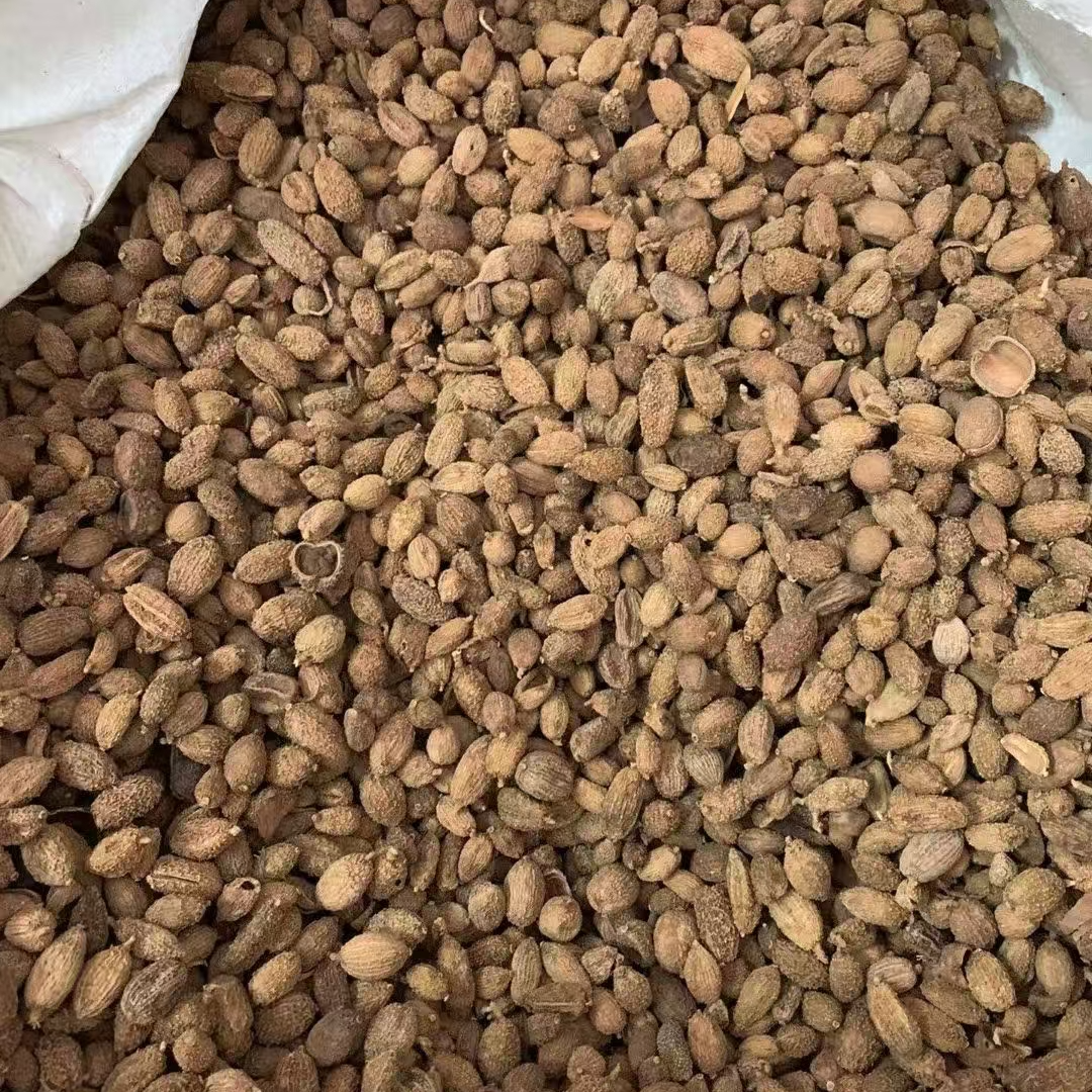 砂仁毛砂仁无硫砂仁
