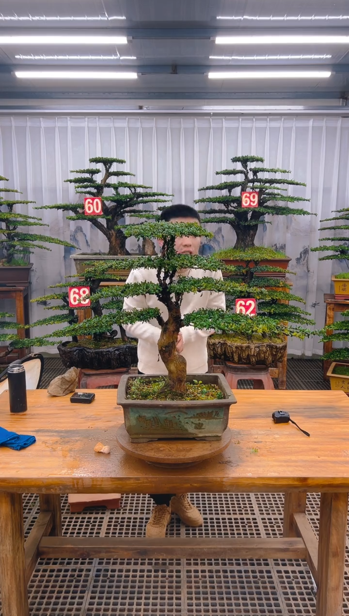 【闪购商品】紫砂精品盆景直播间一物一拍