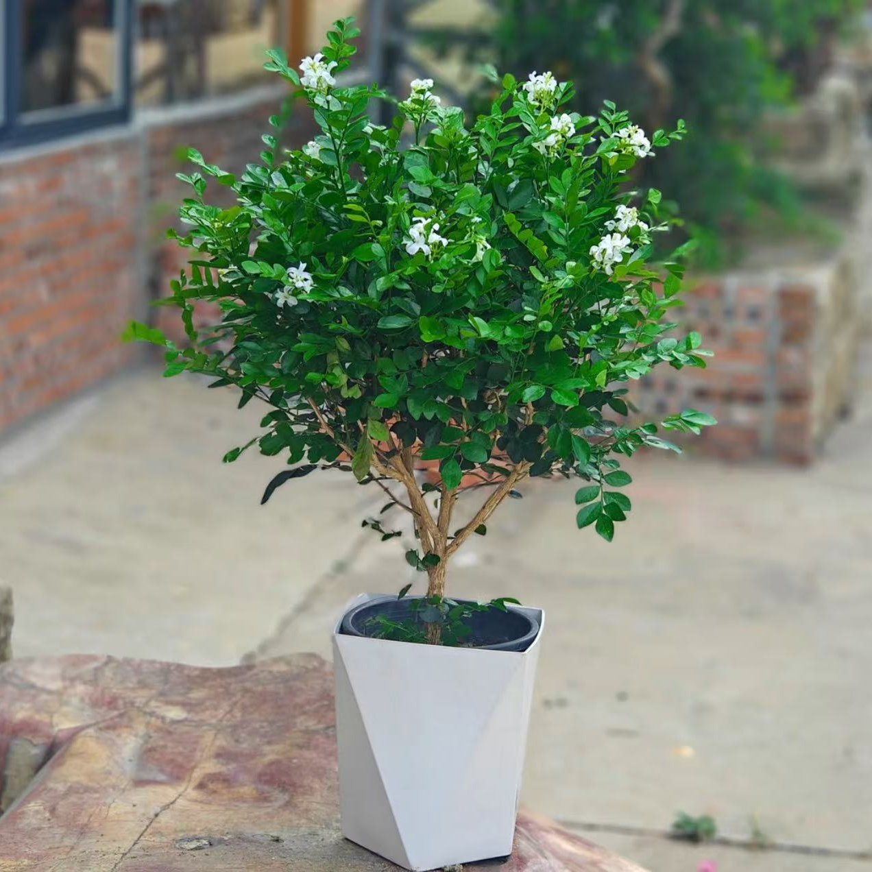 九里香盆栽60cm-80cm四季开花浓香型花卉少量花苞室内外种植绿植