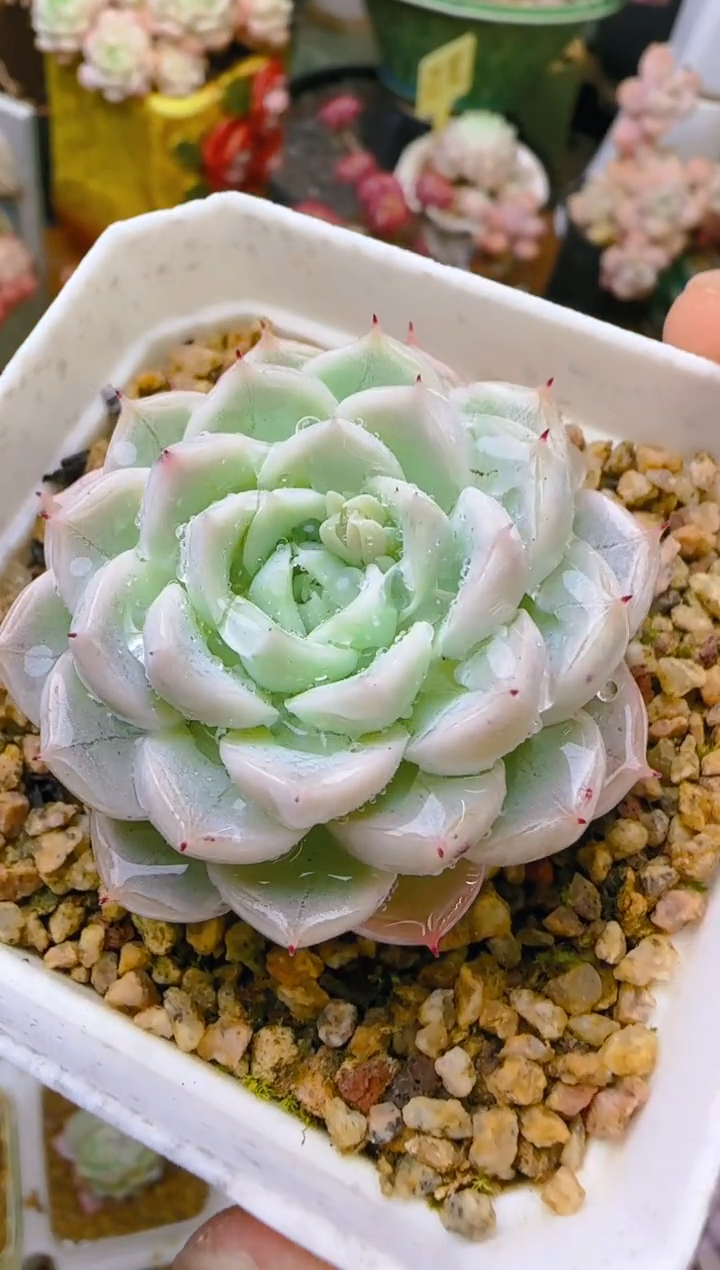 【闪购商品】凭—678—仙农（小白钻）