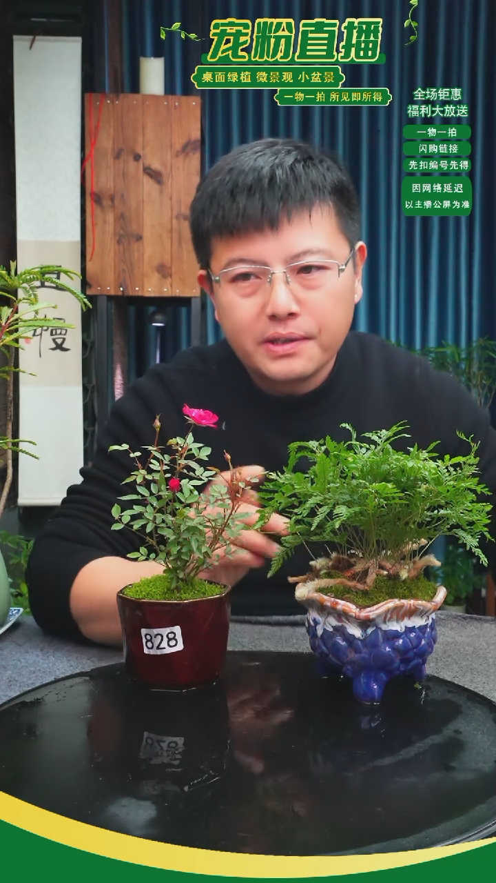 无花朵潘苔藓微景观828号