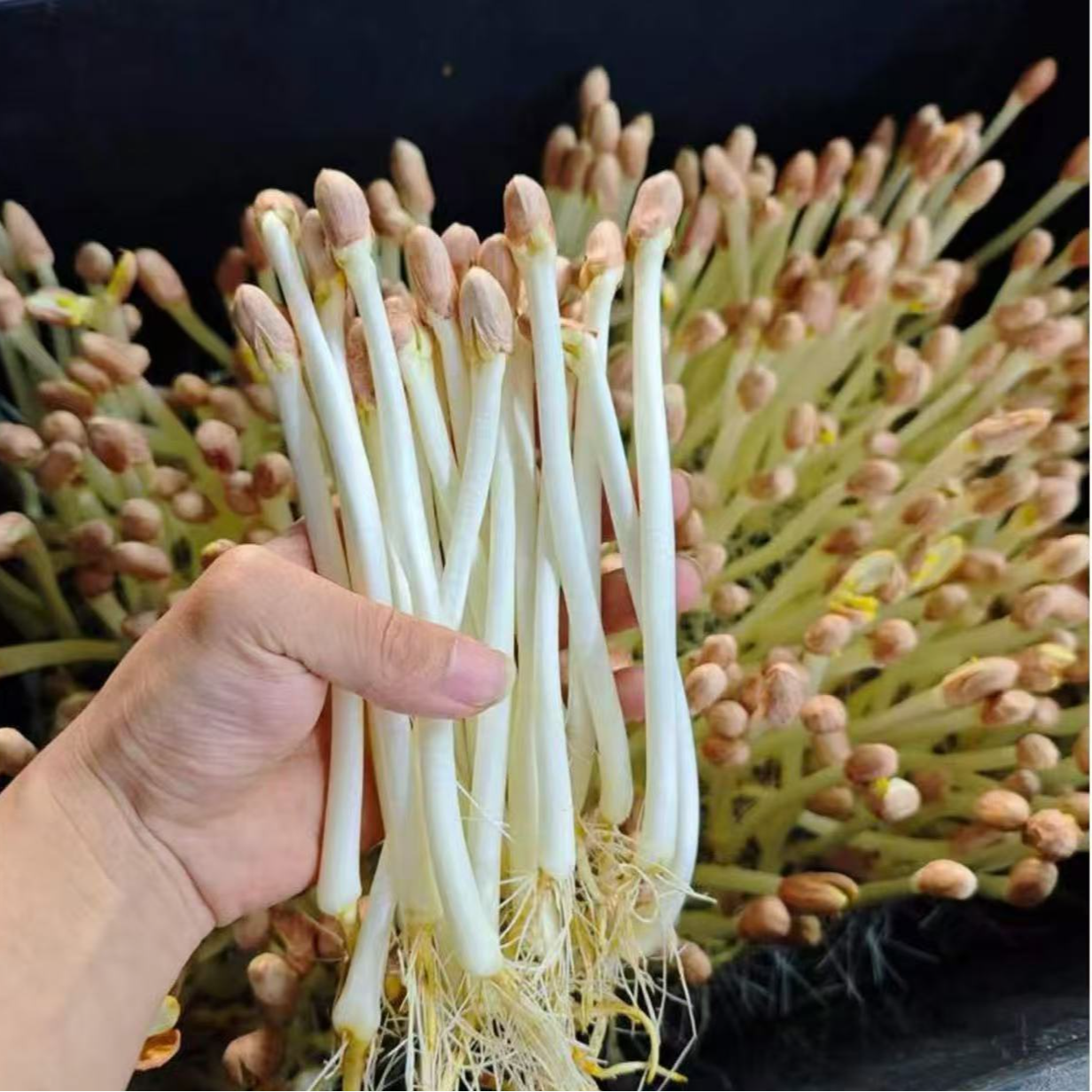 【水培花生苗】新鲜现采花生芽农家花生苗食用菜苗芽菜嫩香脆嫩