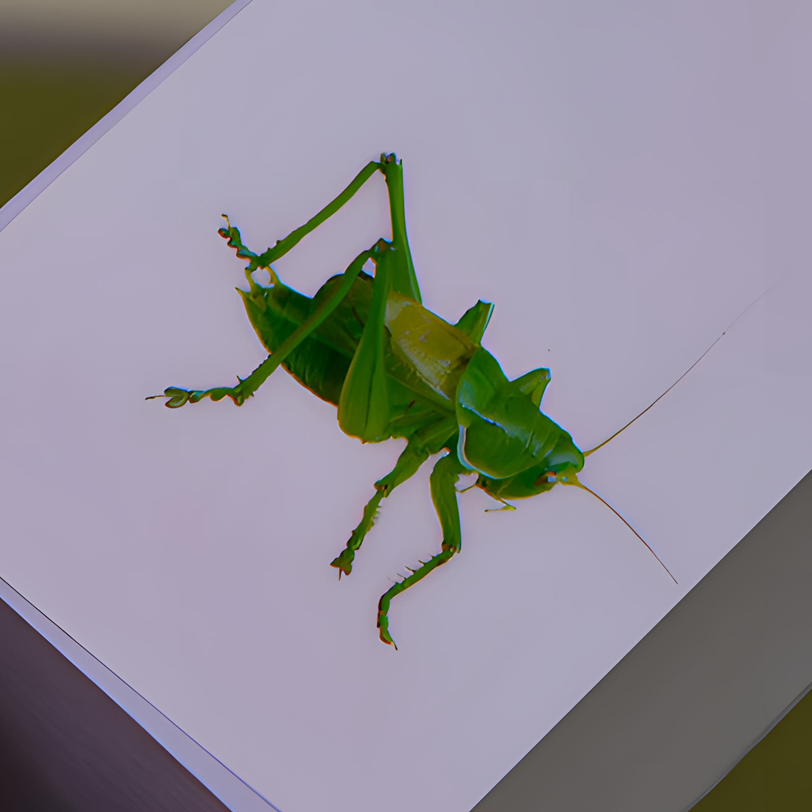 天津本地翡翠绿果果纸盒一个