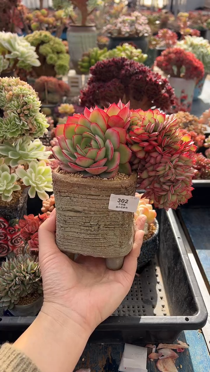 不****～302              带盆