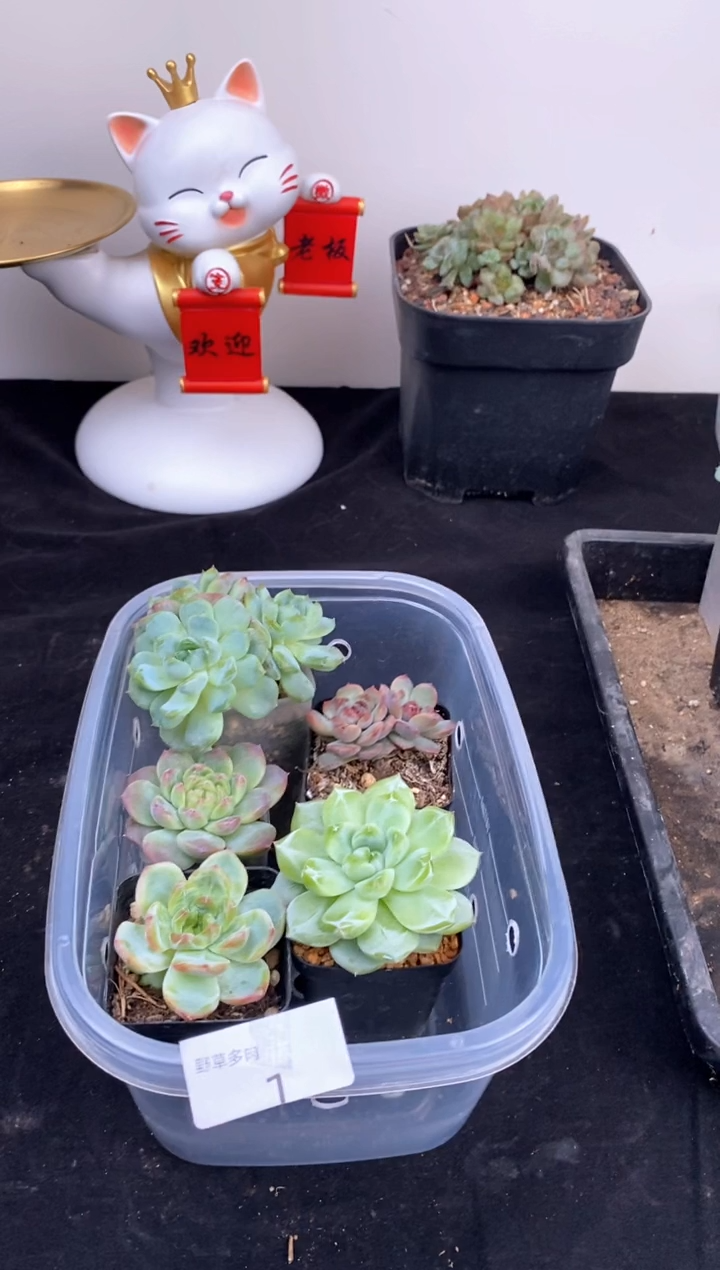 5棵一组一组包邮1号