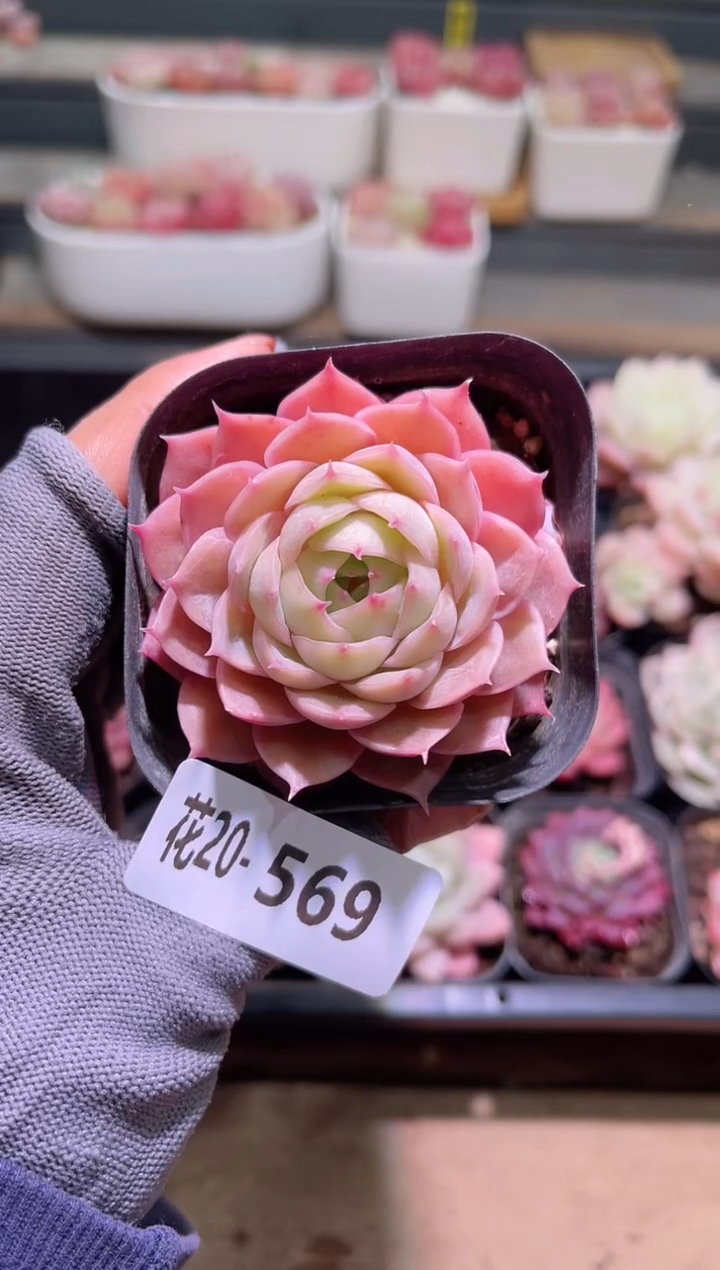 【闪购商品】20-569昂斯诺