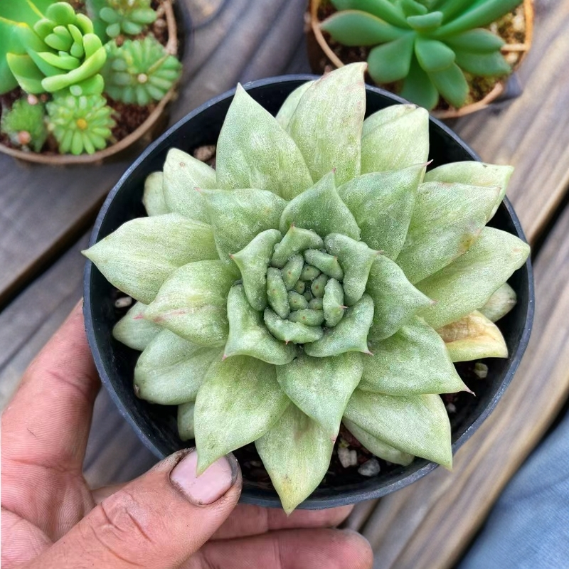 蔷薇玛利亚锦/以直播为准拍满9.99包邮吹吹