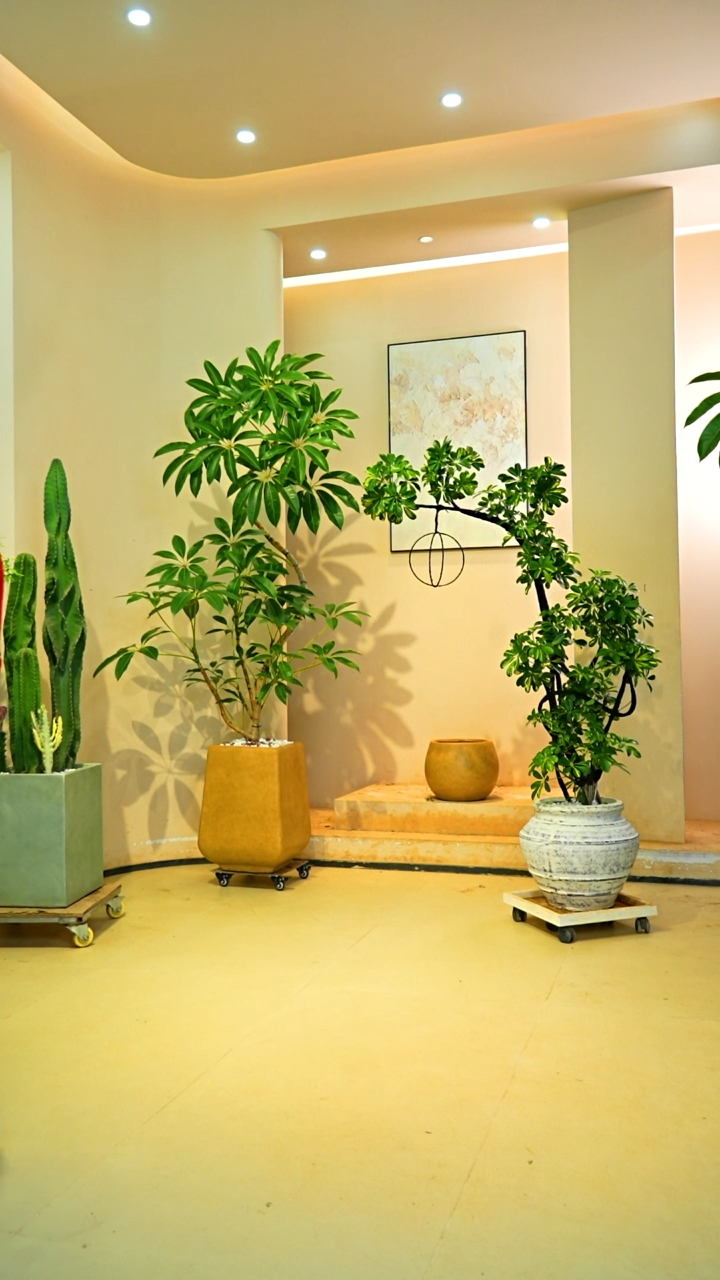 不开花植物野*鱼保罗大叶伞