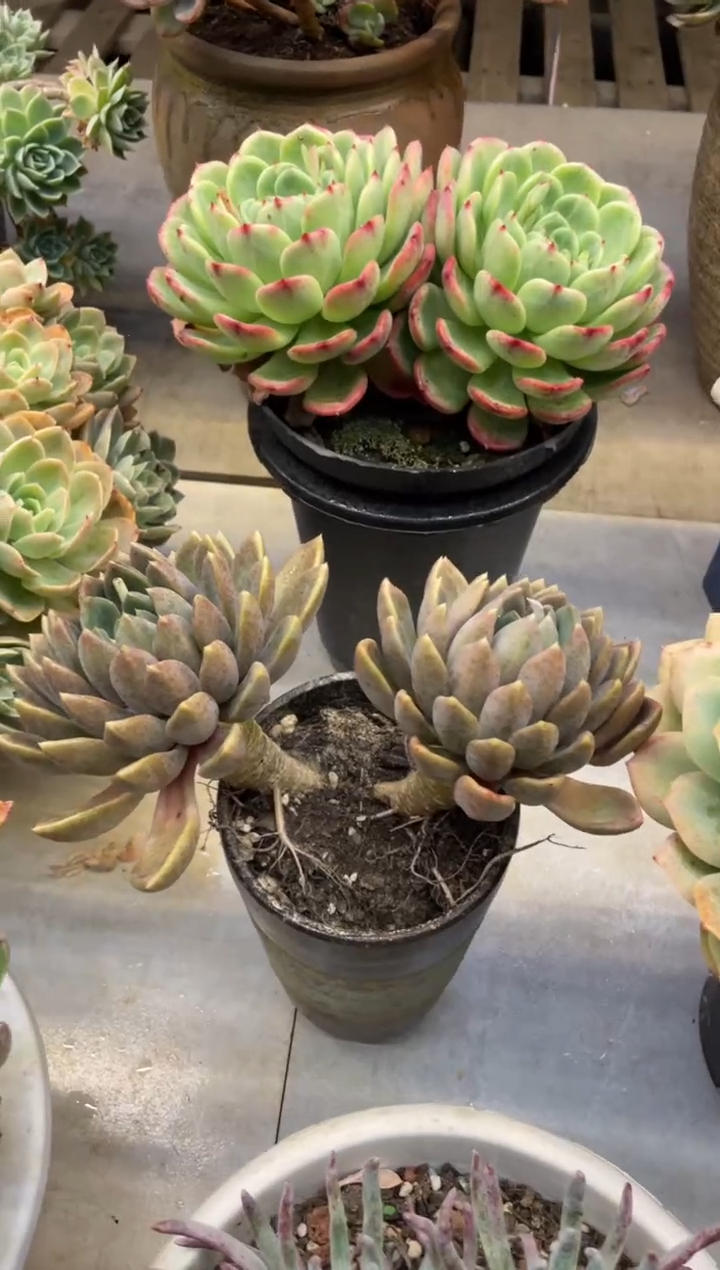 【闪购商品】212象牙