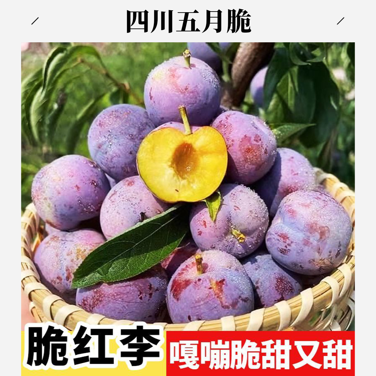四川五月脆凤凰李新鲜应季水果脆甜多汁脱骨肉厚AA