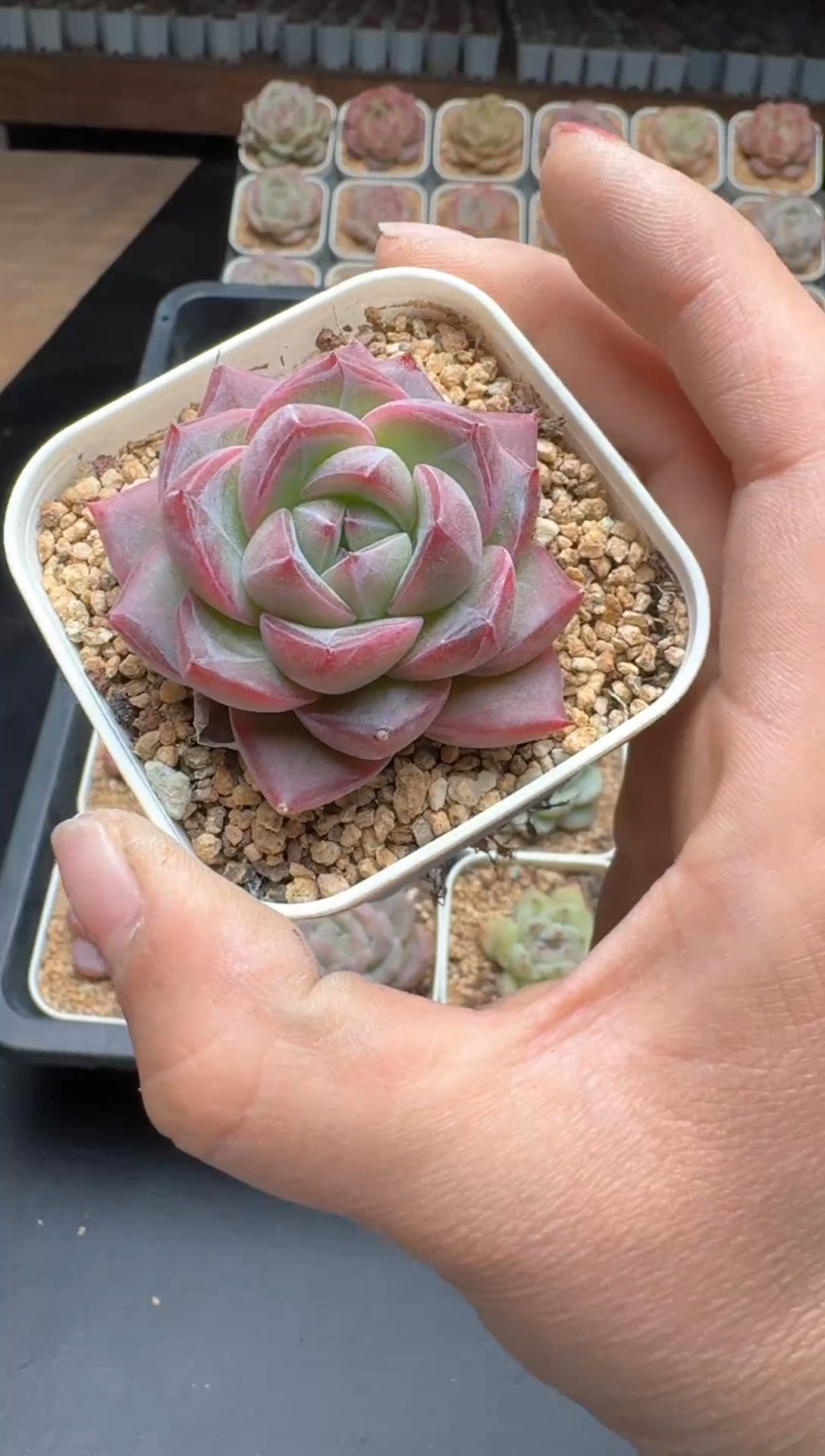 【闪购商品】735E号一物一拍多肉花卉植物3颗起发