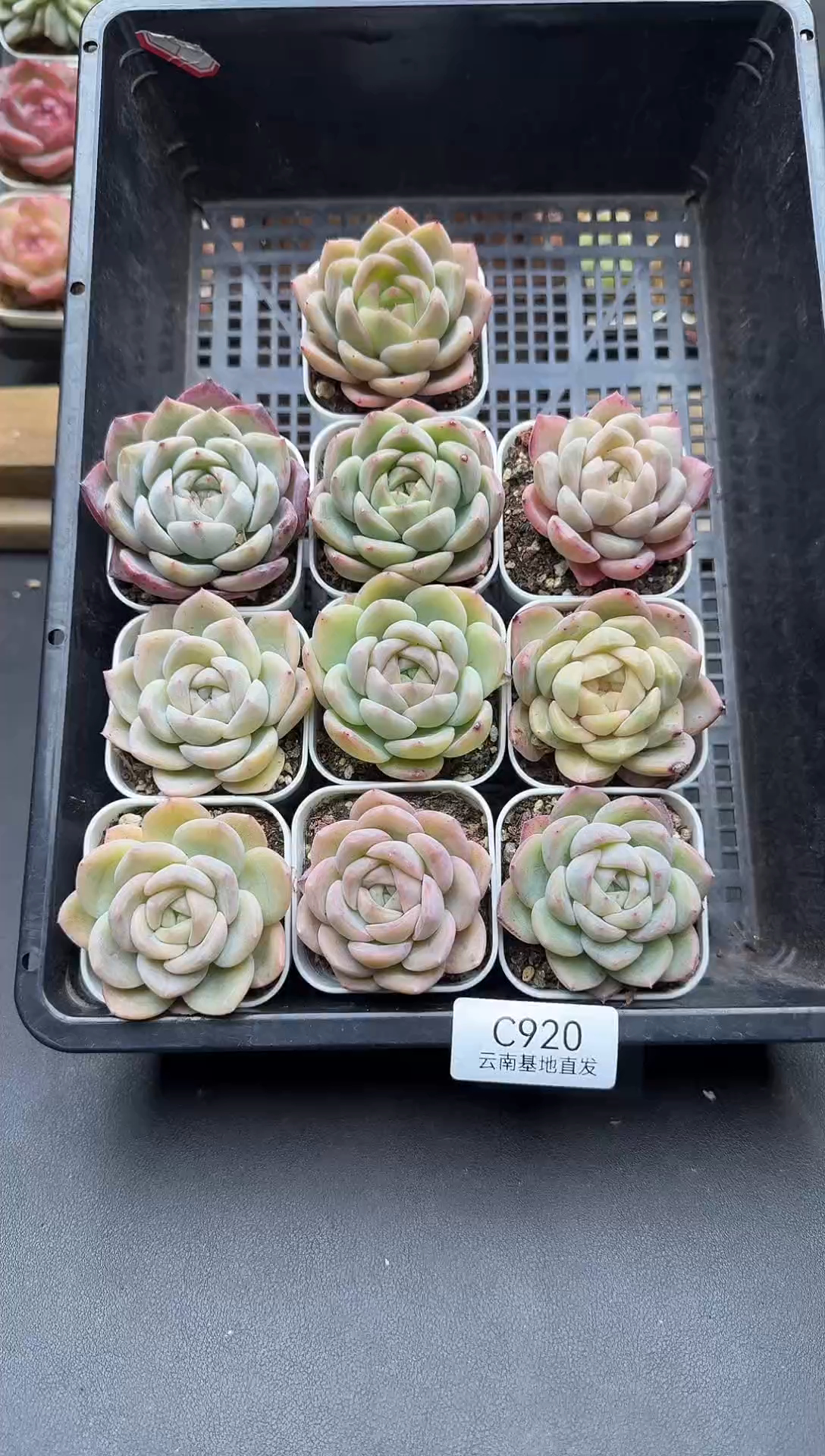珍妮杂交多肉C920